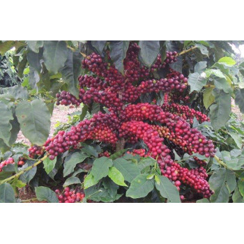 Brazil Cerrado 17/18