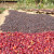 Ethiopia Natural Sidamo
