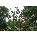 Ethiopia Natural Sidamo