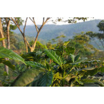 Nicaraguan