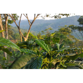 Nicaraguan