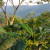 Nicaraguan
