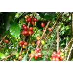 Sulawesi Toraja