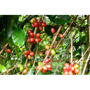 Sulawesi Toraja