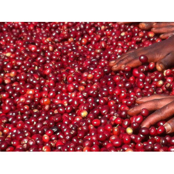 58866 Ethiopia Queen City Harrar