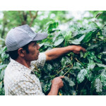 Bali Kintamani Natural