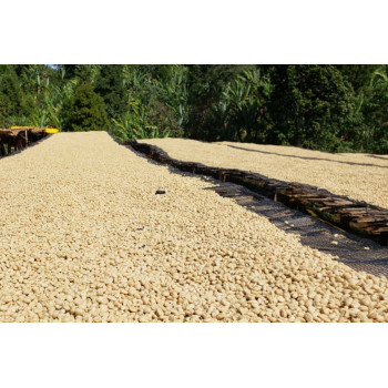 Ethiopia Washed Guji