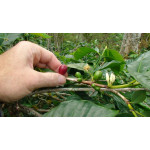 Sumatra Mandheling