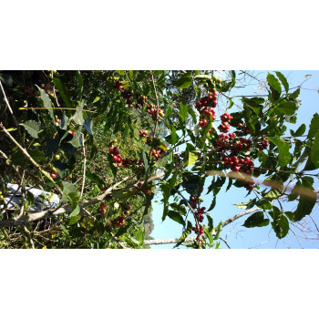 Ethiopia Washed Yirgacheffe