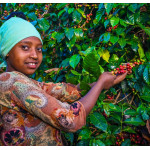 59890 Ethiopia Yirgacheffe