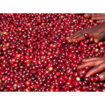 58866 Ethiopia Queen City Harrar